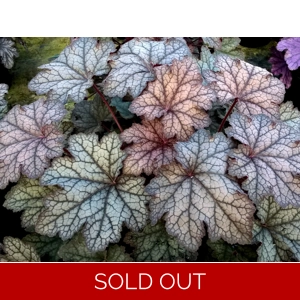 Heuchera 'Hocus Pocus'
